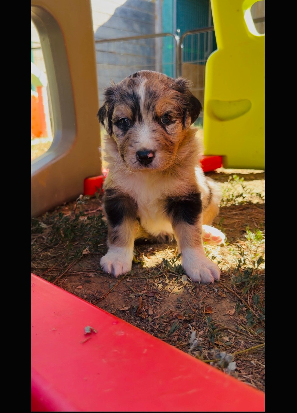 de l'épopée d'amour de Menhir - Chiots disponibles - Berger Australien