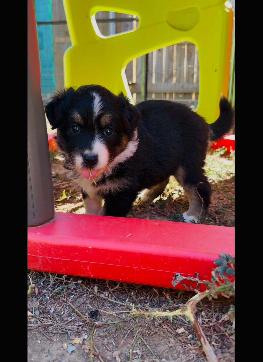 de l'épopée d'amour de Menhir - Chiots disponibles - Berger Australien