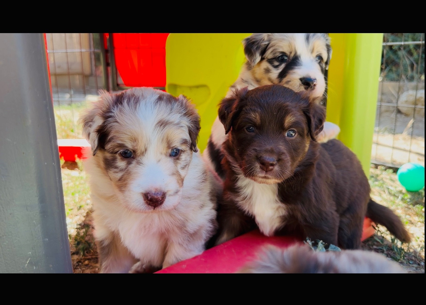 de l'épopée d'amour de Menhir - Chiots disponibles - Berger Australien