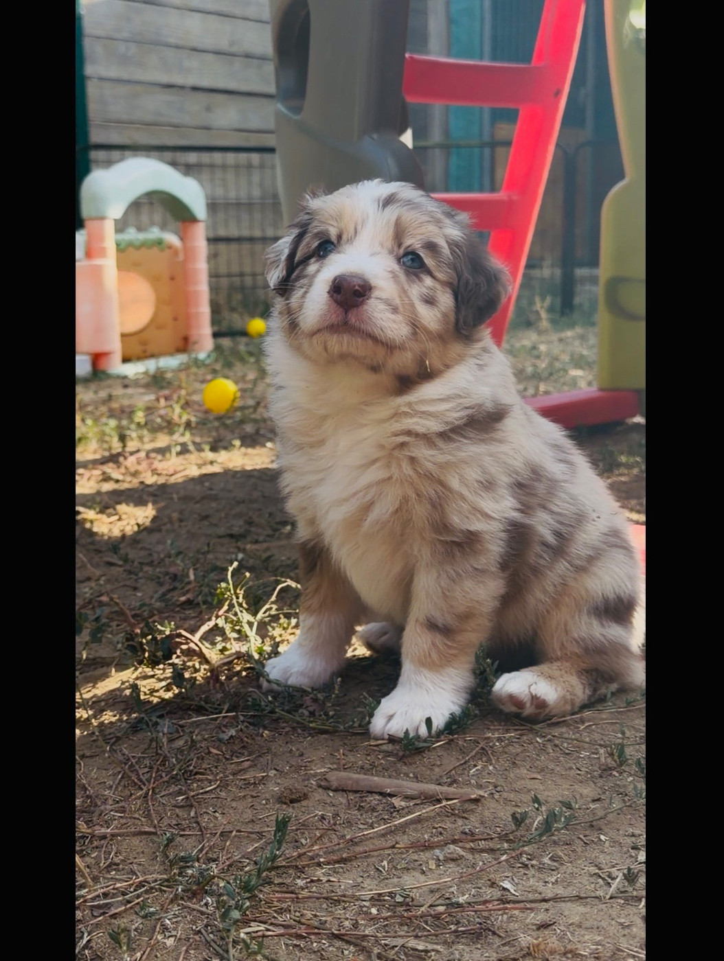 de l'épopée d'amour de Menhir - Chiots disponibles - Berger Australien