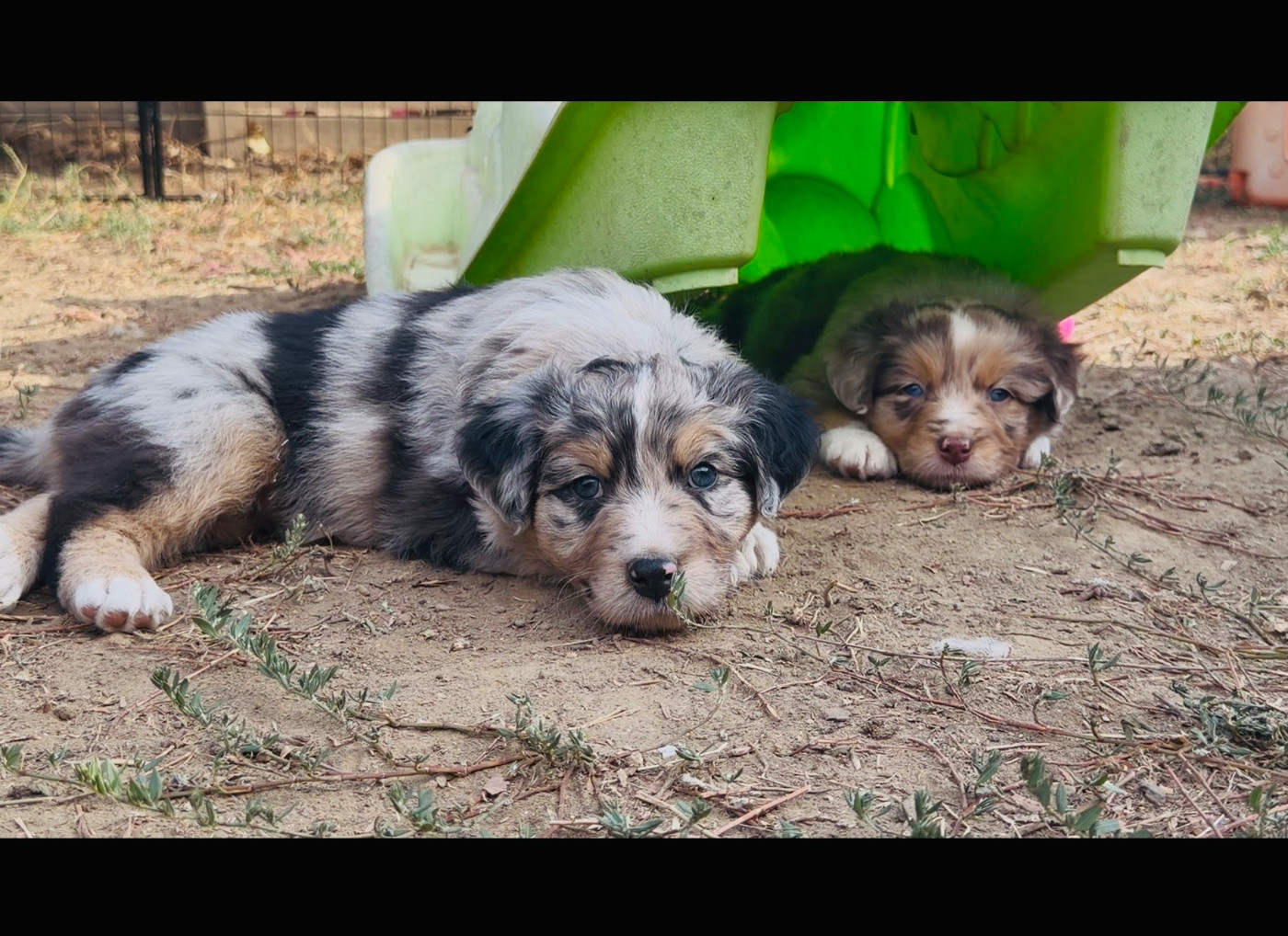 de l'épopée d'amour de Menhir - Chiots disponibles - Berger Australien