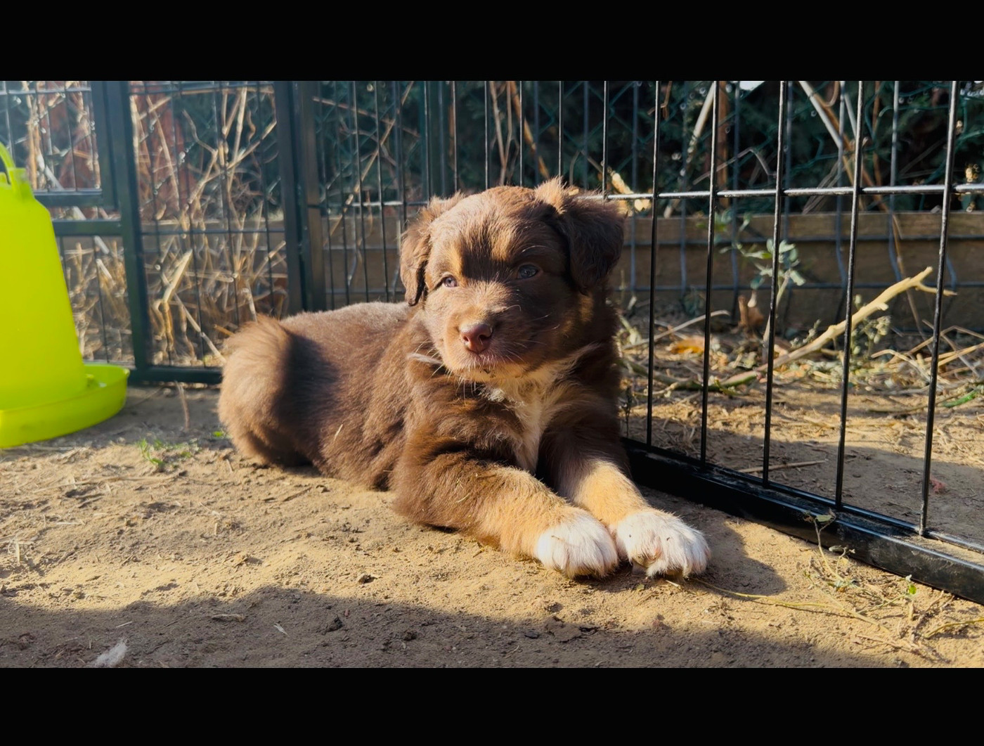 de l'épopée d'amour de Menhir - Chiots disponibles - Berger Australien