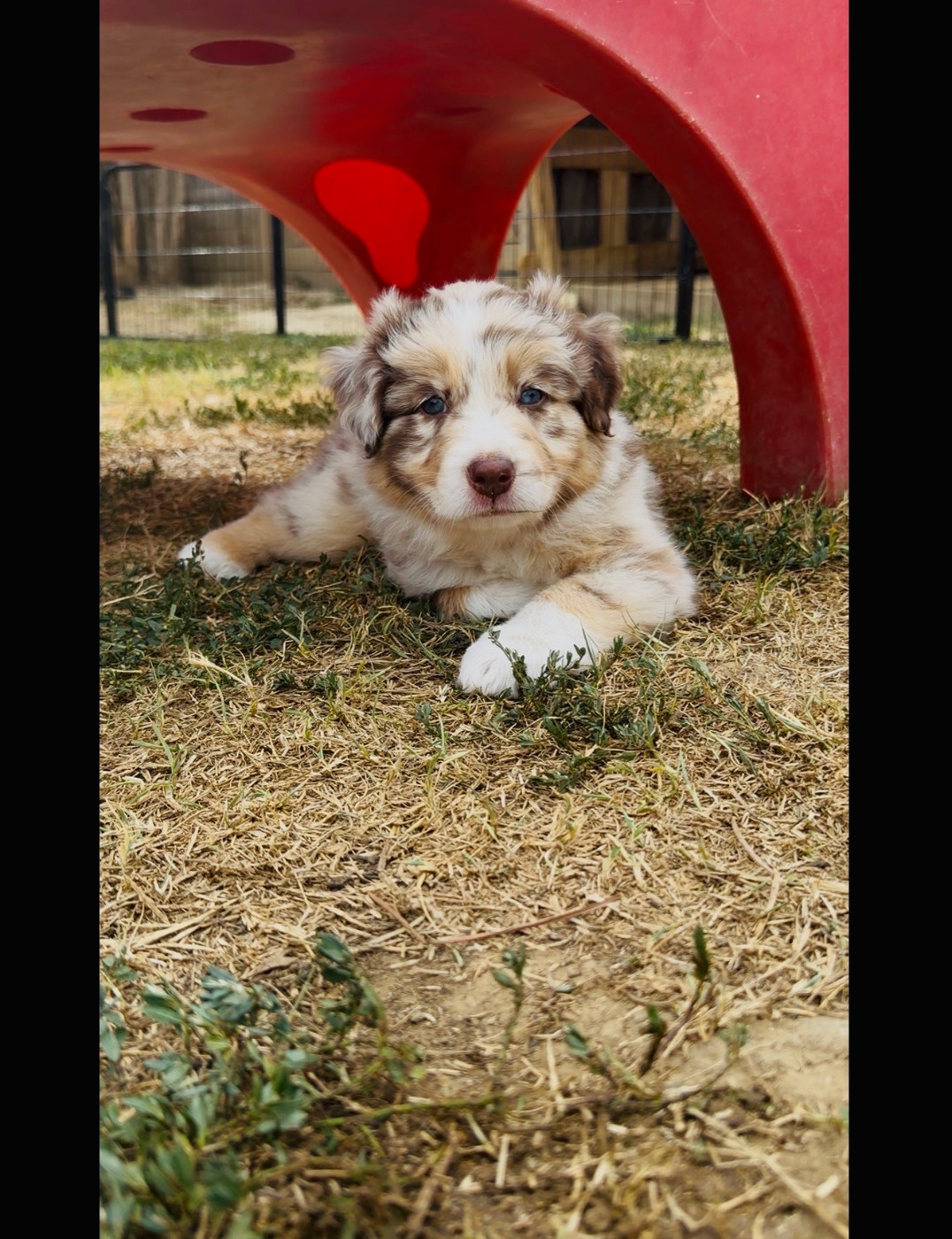 de l'épopée d'amour de Menhir - Chiots disponibles - Berger Australien