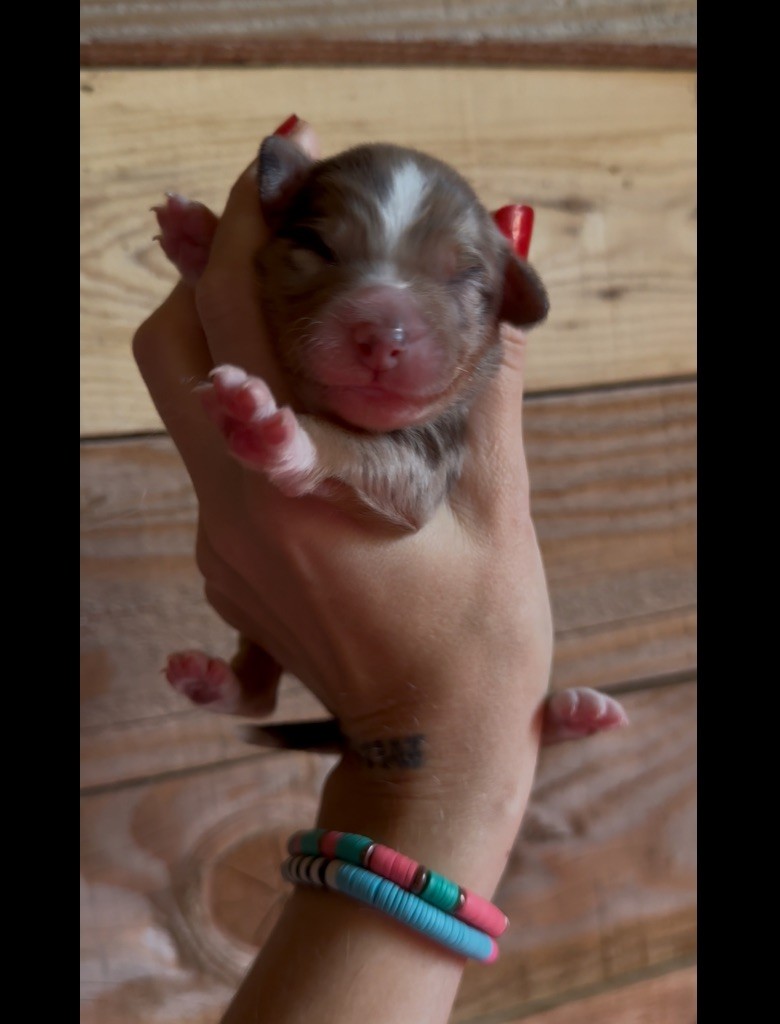 de l'épopée d'amour de Menhir - Chiots disponibles - Berger Australien