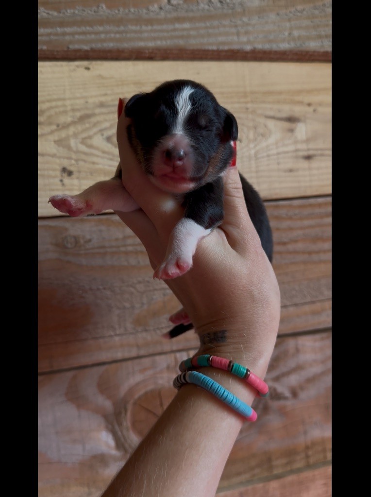 de l'épopée d'amour de Menhir - Chiots disponibles - Berger Australien