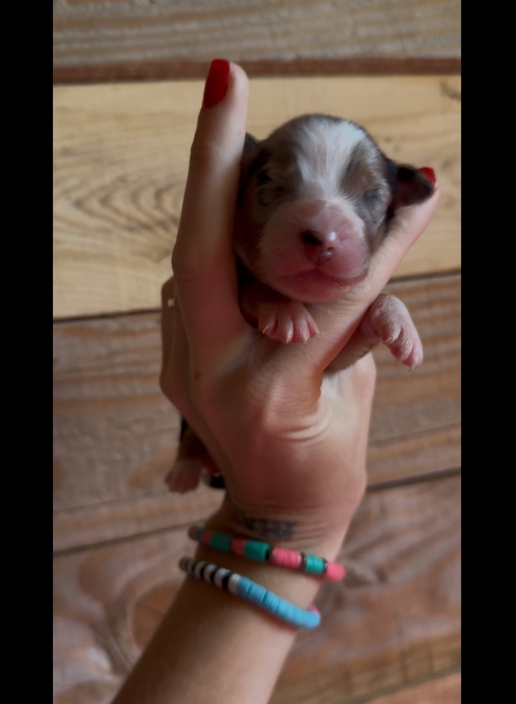 de l'épopée d'amour de Menhir - Chiots disponibles - Berger Australien
