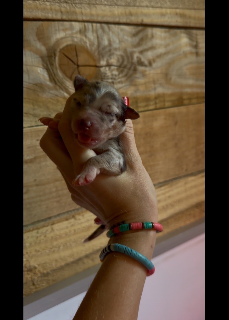 de l'épopée d'amour de Menhir - Chiots disponibles - Berger Australien
