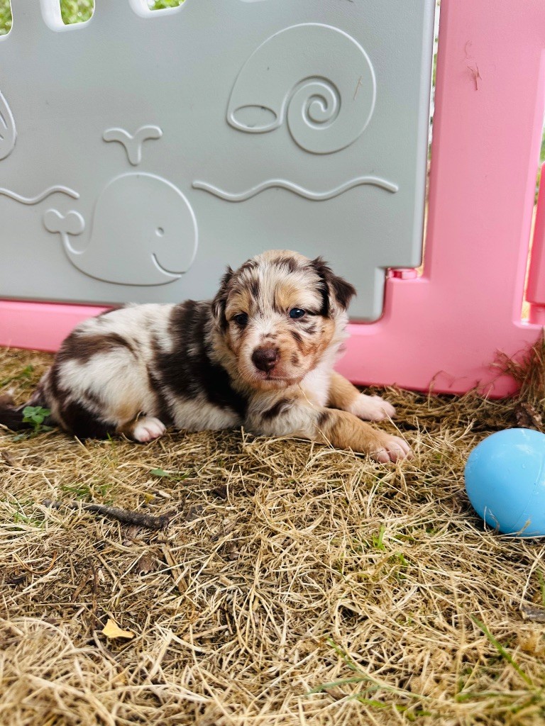 de l'épopée d'amour de Menhir - Chiots disponibles - Berger Australien
