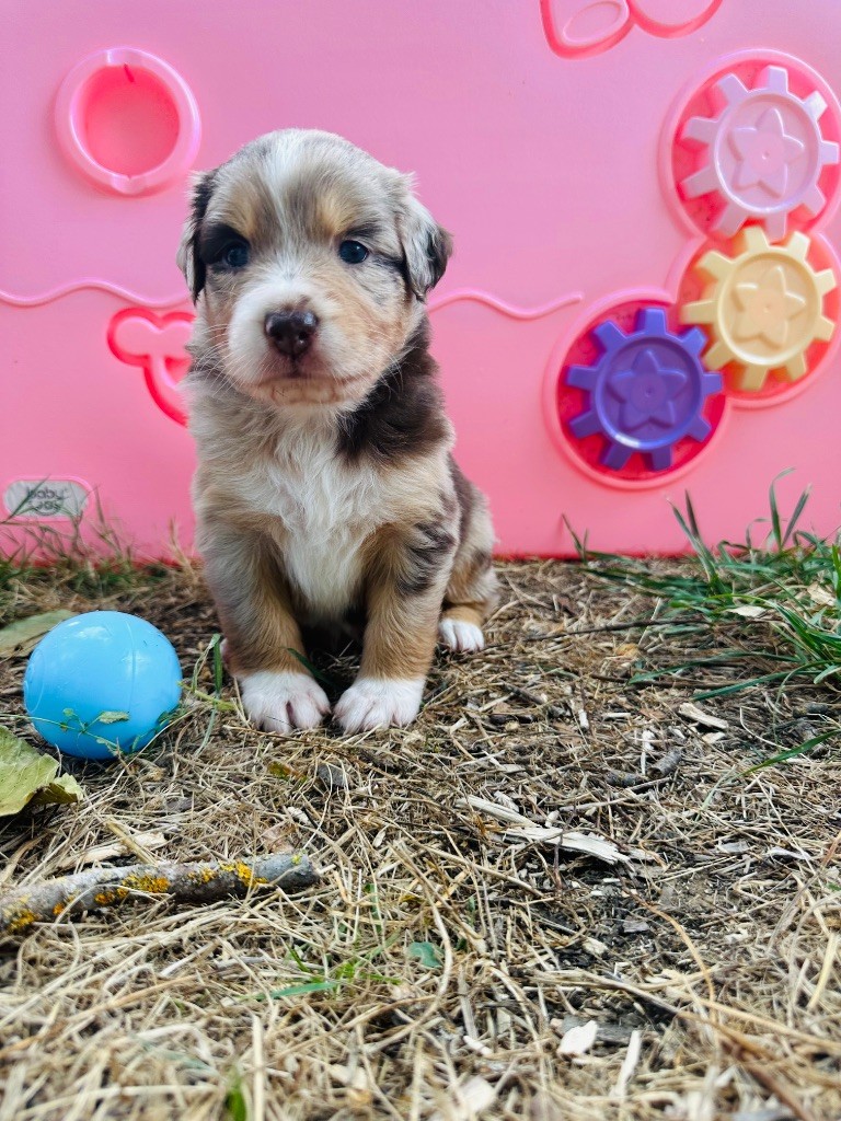 de l'épopée d'amour de Menhir - Chiots disponibles - Berger Australien