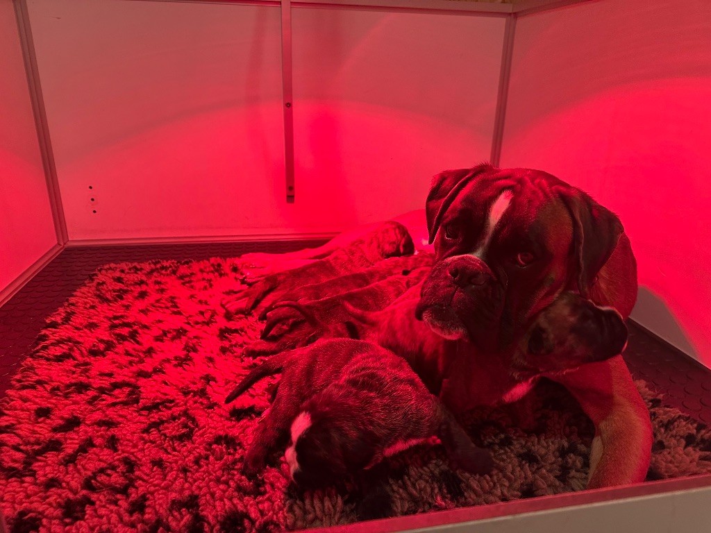 Chiot Boxer de l'épopée d'amour de Menhir